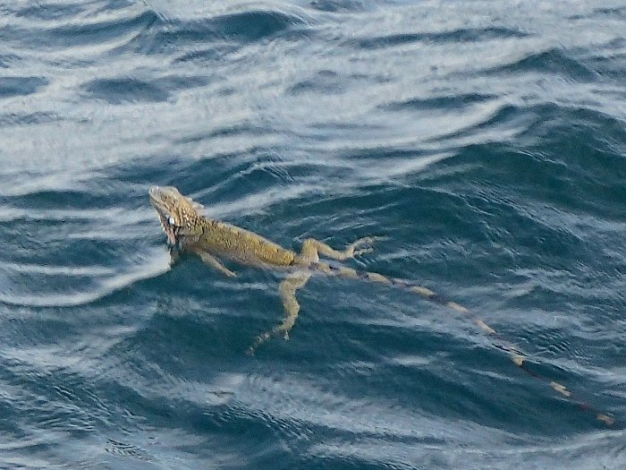 Leguaan